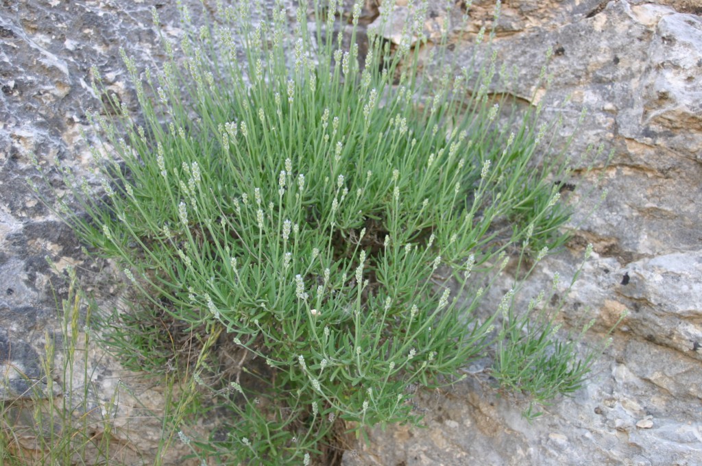 Lavandula-angustifolia-Ventoux